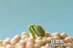 7天左右带图解 黄豆的生长过程观察日记，黄豆的生长过程观察日记(7天左右带图解)300 字