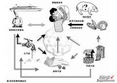 诺如病毒及其预防 如何有效预防诺如病毒