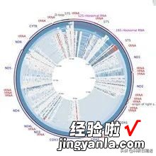 用Excel就能分析生物数据，真后悔没早点安装插件GenAlEx