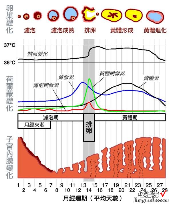 厉害了word姨妈！看见帅哥就哗哗不止！