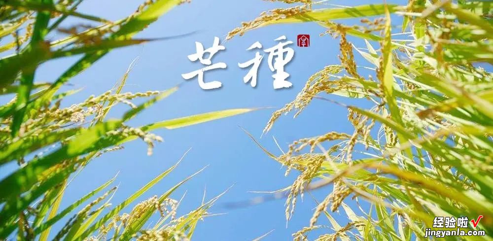 5套芒种主题PPT模板，黄色中国风也是非常好看的