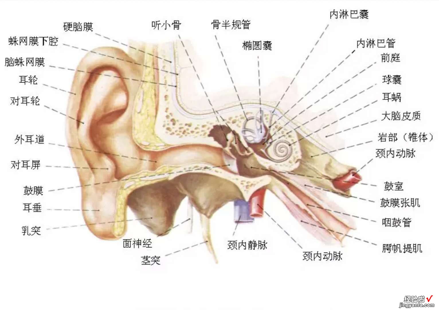 孩子的听力无故下降？中耳炎时怎么得的？如何有效预防？