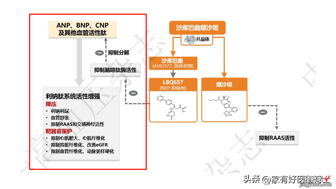 最新高血压指南：新增一种一线降压药！它有何优势？需要换药吗？