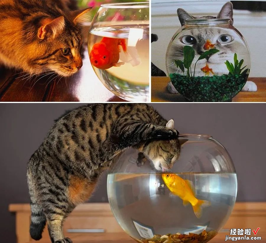 儿童画教程｜趣味水粉画课程《馋嘴的小猫咪》