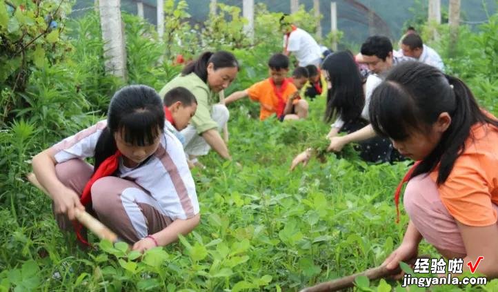 劳动课重磅回归！九月起中小学生要学“煮饭”，老师：有得忙了