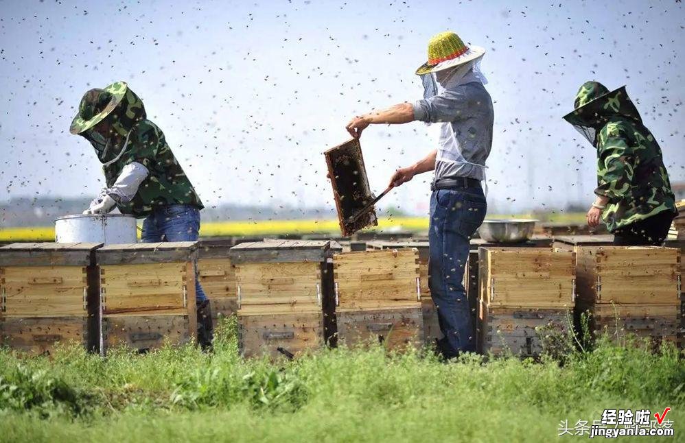 蜜蜂养殖，如何科学地为蜂群建立管理档案？新手养蜂必备常识