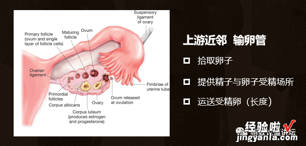 作为我们的“生命之房”，我们应该如何保护子宫？