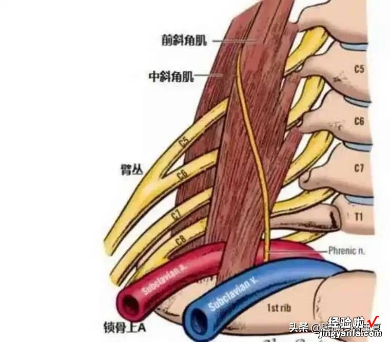 前斜角肌综合征的发生机制和治疗