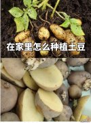 在家里土豆的种植方法 在家里怎么种植土豆