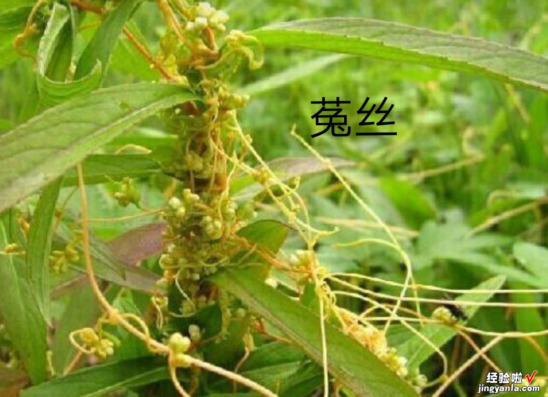 怎样预防植物病毒病-植物病如何防止