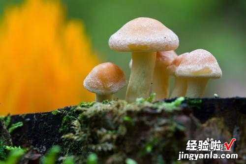 如何预防毒蘑菇中毒-怎样预防毒蘑菇中毒