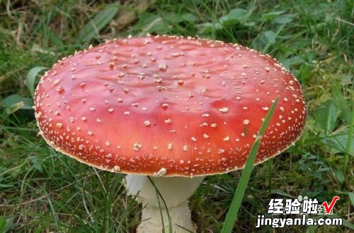 如何预防毒蘑菇中毒-怎样预防毒蘑菇中毒